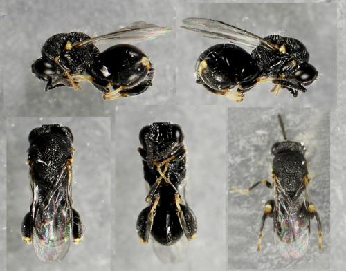 Brachymeria sp.